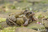 Common Frog (Rana temporaria)