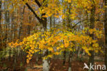 Beech (Fagus sylvatica)