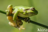 European Tree Frog (Hyla arborea)