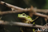 Europese boomkikker (Hyla arborea)