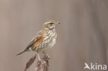 Redwing (Turdus iliacus)