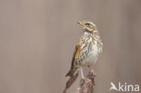 Redwing (Turdus iliacus)