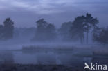 Scots Pine (Pinus sylvestris)