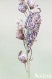 Toadflax Brocade (Calophasia lunula)