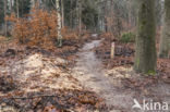 Lage Vuursche