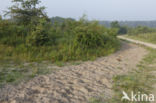 Natuurbrug Zanderij Crailo