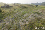 Natuurbrug Zanderij Crailo