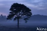 Scots Pine (Pinus sylvestris)