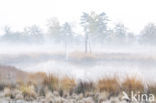 Purple Moor-grass (Molinia caerulea)