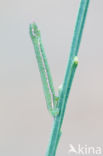 Grijsgroene zomervlinder (Pseudoterpna pruinata)