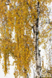 Ruwe berk (Betula pendula)