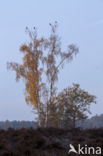 Ruwe berk (Betula pendula)