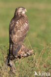 Common Buzzard (Buteo buteo)