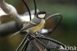 Great Tit (Parus major)