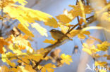 Hume s Warbler (Phylloscopus humei)