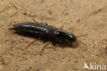 rove beetle (Quedius molochinus)