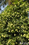 Gewone hop (Humulus lupulus)