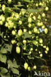 Gewone hop (Humulus lupulus)