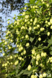 Common Hop (Humulus lupulus)