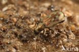 Oeverpriempje (Bembidion litorale)