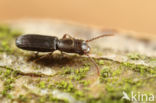 Cryptolestes spartii