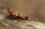 Lesser Earwig (Labia minor)