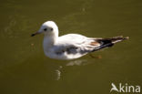 Black-headed Gull (Larus ridibundus)