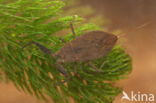 Waterscorpion (Nepa cinerea)