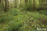 Bog Arum (Calla palustris)