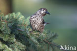 Eurasian Nutcracker (Nucifraga caryocatactes)