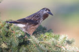 Eurasian Nutcracker (Nucifraga caryocatactes)