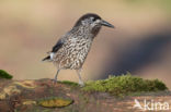 Eurasian Nutcracker (Nucifraga caryocatactes)