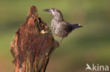 Eurasian Nutcracker (Nucifraga caryocatactes)