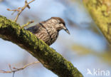 Eurasian Nutcracker (Nucifraga caryocatactes)