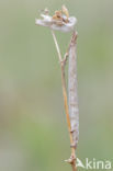 Gele Kustspanner (Semiaspilates ochrearia)