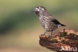 Eurasian Nutcracker (Nucifraga caryocatactes)