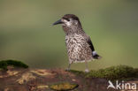 Eurasian Nutcracker (Nucifraga caryocatactes)