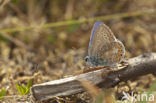 Common Blue (Polyommatus icarus)