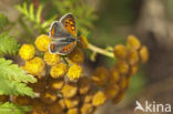 Kleine vuurvlinder (Lycaena phlaeas)