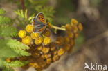 Small Copper (Lycaena phlaeas)