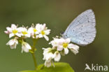 Boomblauwtje (Celastrina argiolus)