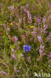 Marsh Gentian (Gentiana pneumonanthe)