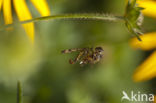 Schorpioenvlieg (Panorpa communis)