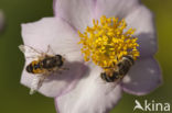 Eristalis horticola