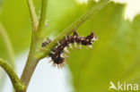 Gehakkelde aurelia (Polygonia c-album)