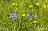 Liggende ereprijs (Veronica prostrata)