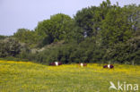 Dutch Belted Cow