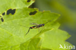 Sluipwesp sp.
