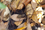 Common House Spider (Tegenaria domestica)