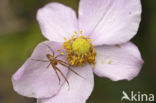 Herfstspin (Metellina segmentata)